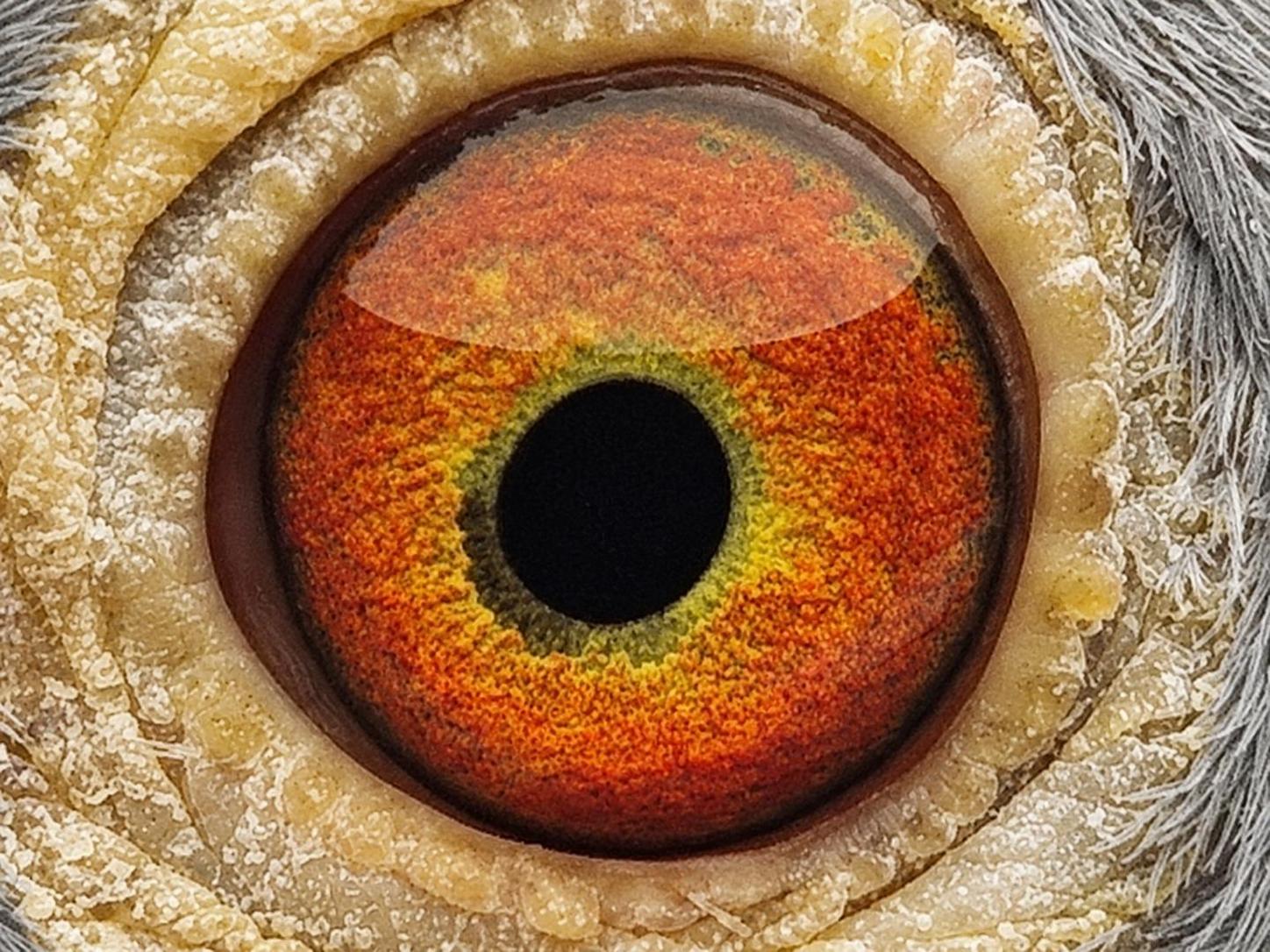 Pigeon eye